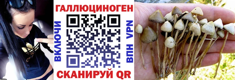 Псилоцибиновые грибы Cubensis  Курильск 